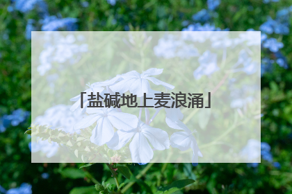 盐碱地上麦浪涌